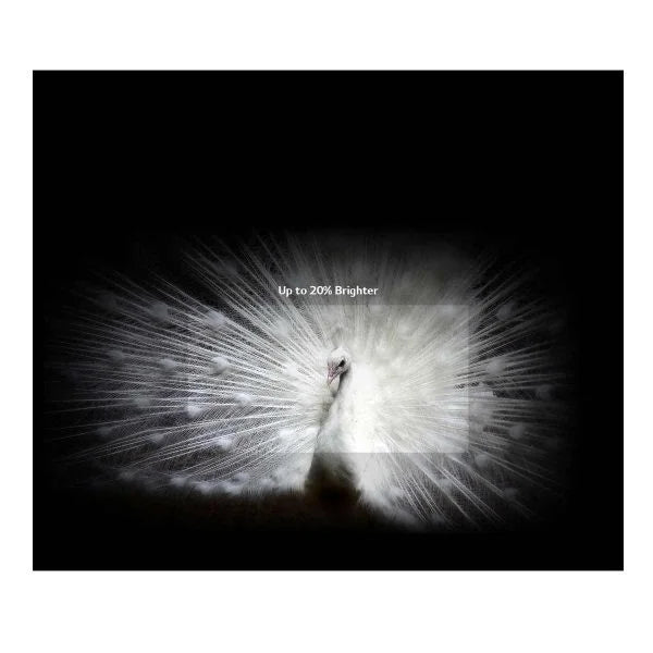 LG C2 77-Inches evo OLED TV Price